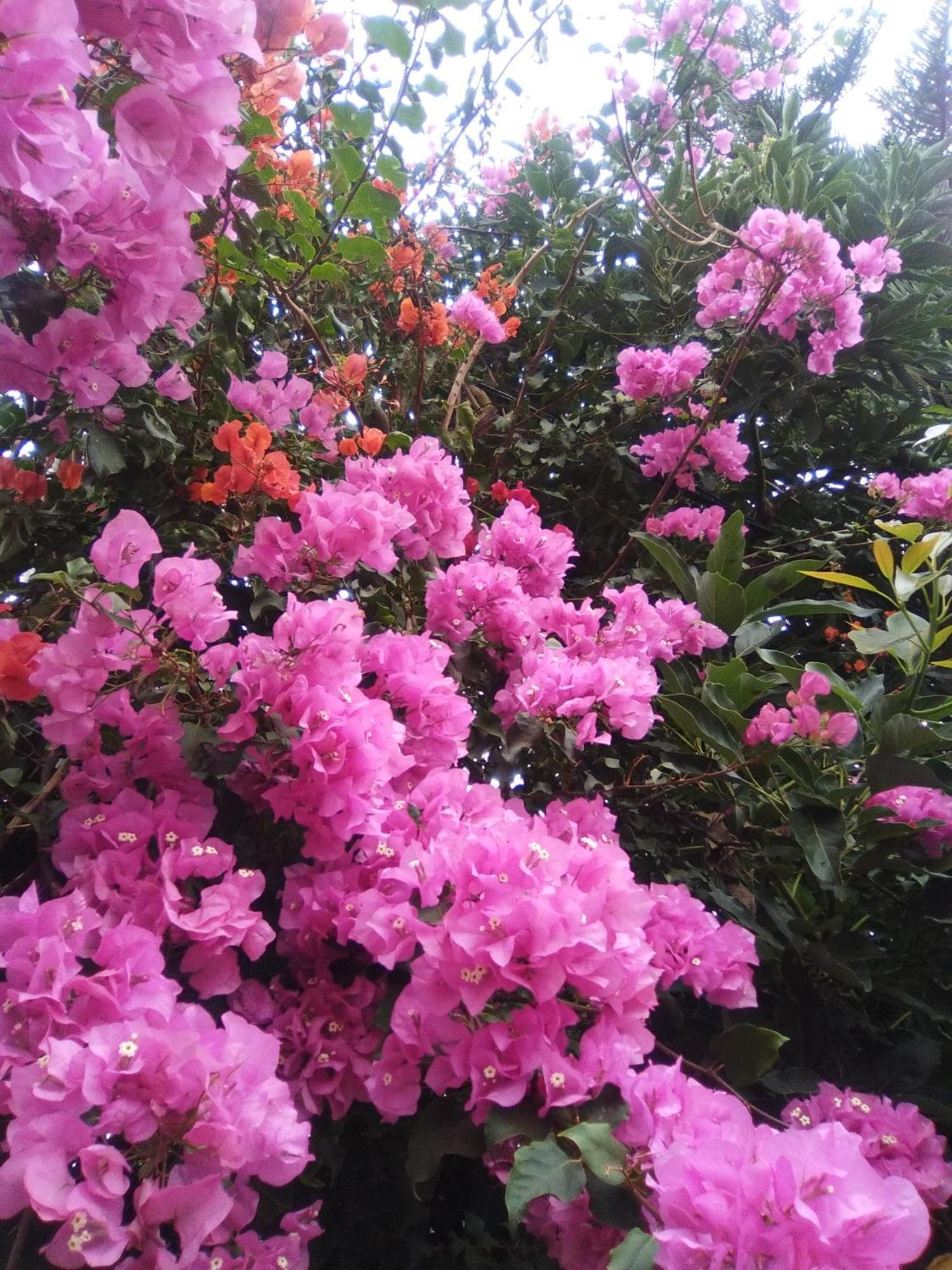 Mar De Flores Vega de San Mateo Eksteriør billede